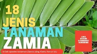 INILAH 18 JENIS TANAMAN ZAMIA, PENASARAN ? YUK TONTON INI