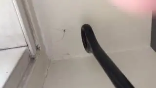 Weird spider behaviour