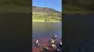 Dovestone Reservoir Oldham UK🇬🇧