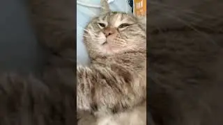 A dozing potato #cat #cute #shortvideo