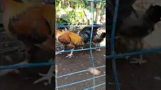 PUMPKIN SWEATER. #backyard #breeder #rooster