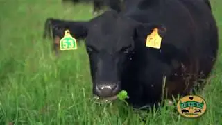 Grass-fed is Good for the Earth