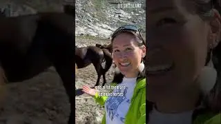 What kind of horses do we have in Greenland? Day 45 of 100.