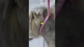 Top 5 Smallest Dog Breeds in the World!