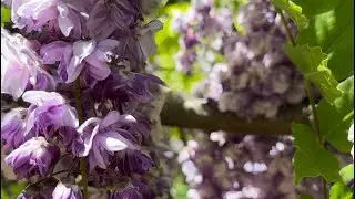 Nature's Stunning Purple Flower Waterfall! Japanese Wisteria