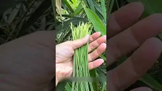 This Tiny Bamboo Leaf Is More Valuable Than Bamboo Itself!🤔😱#BambooSecrets #HiddenNature