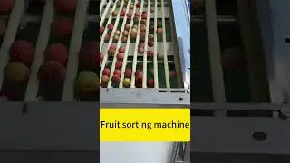 Automatic Litchi Sorter Jujube Fruit Sorting Machine by Size | Fruit Grading & Sorting Equipment
