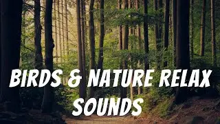 Birds Nature Relax Sounds  Jungle Ambience Sounds   Nature Sounds   Relaxing Sounds  Sleeping Sounds