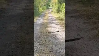 BIG Cottonmouth Snake ! | Snake Road  Southern Illinois