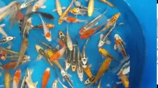 New 3 to 4 inch Standard Fin Koi