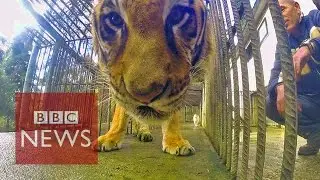 Tiger: How to transport world's largest cat