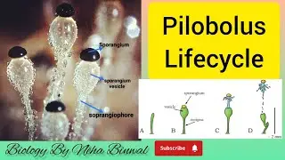Pilobolus | Lifecycle of Pilobolus | UPSC Botany | M.Sc. | B.Sc. | #botany #viral #upsc #pilobolus