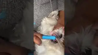 Brushing my dogs teeth #dogmom #furbaby #smalldog #animallover #maltese #shitzu #doggo #dogslife