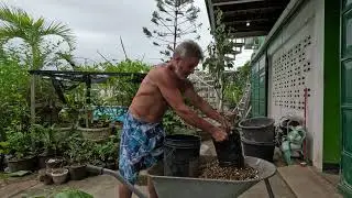 Healing sick looking and dying fruit trees. Pear tree in distress & dying! How to save & heal it...