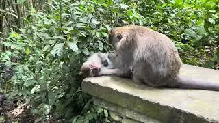 Ubud Sacred Monkey Forest July 2024