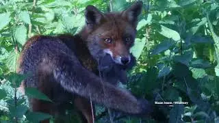 Fox caught a little bunny!