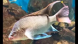 オレオクロミスタンガニカエ　Tanganyika tilapia　　Oreochromis tanganicae