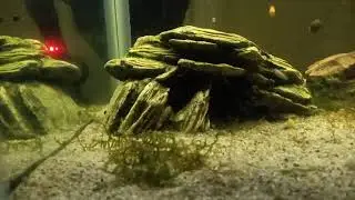 Impulse Snail Buy!