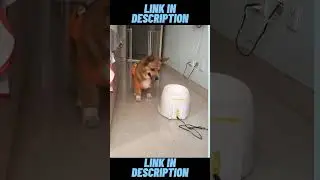 Funny Cat Dog Vines compilation doing funny things | Funny pets compilation | Funny vines 2 #shorts