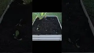 Silverbeet is starting coming up (Timelapes 2023)
