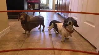 worlds first transparent dog gate