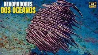 O EX&Eacute;RCITO SILENCIOSO QUE EST&Aacute; DEVORANDO OS OCEANOS | A Invas&atilde;o Invis&iacute;vel dos Recifes - Document&aacute;rio