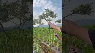 Tobacco tree seed harvesting process