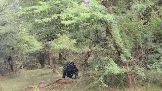 Veri good setting sloth bear Ranthambore