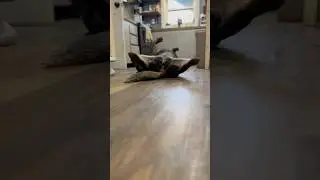 Letting It All Hang Out #blueheeler #heeler #funnydogshorts #funnydogs #goodvibes