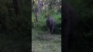 Tuskless Male Elephant