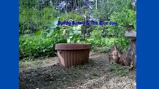 Blue Jay Meets Buddy Bunny | A Peaceful Day at the Songbird Garden
