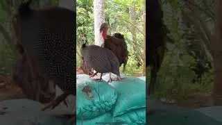 Jealousy Female Turkey birds attack on guineafowl Bird#shorts #turkeyattack #jealousy
