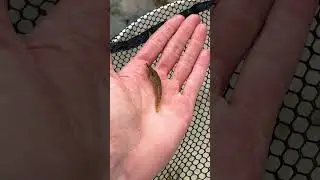 Awesome fan tail darter fish 🔥 #fantail #darter #nativefish #microfish