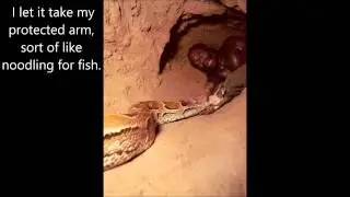 Snake Noodling