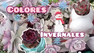 Las #Suculentas se pintaron de colores