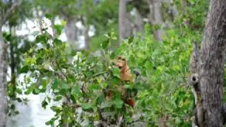 The Proboscis monkey (Nasalis larvatus) from Bako NP