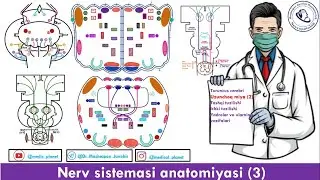 Nerv sistemasi 3. Uzunchoq miya 2. Yadrolari va ularning vazifalari