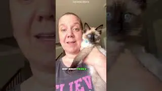 Balinese Cat 😺The Graceful and Vocal Companions