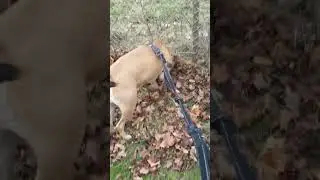 🚶&zwj;♂️walk around 🐶 Cambridge 🇨🇦🏞️