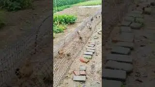 chicken farming system outside the house or in the open air #satisfying #farm #shorts
