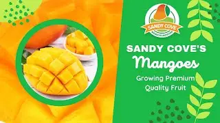 MANGOES at SANDY COVE MANGO PLANTATION
