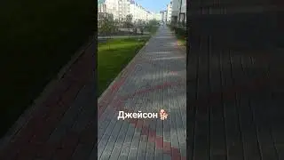 #собака #фотосессияlovestory #забавные #животные #топ #pug #мопс