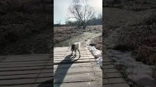 Walk With Willow 1938 A Quiet Trail Journey With My Senior Dog, No Talking