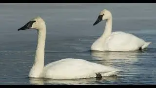SWANS, Swan Documentary, Swan Curiosities
