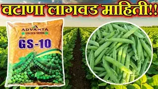 वटाणा लागवड संपुर्ण माहिती I वाटाणा लागवड I peas planation I vatana lagawad