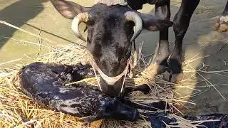How To Cow give birth Baby Calf Cow || Aci Animals Genetic 2025 || How To Cow Delivery 2025