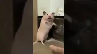 Funny and Cute Hamsters Video Compilation