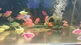 Relaxing Aquarium Fish Tank Sounds no music