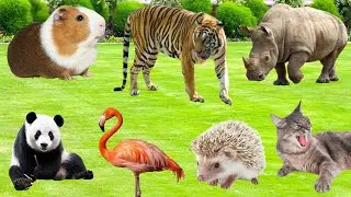 Beautiful Farm Animal Sounds: Antelope, Duck, Horse, Chicken, Dog, Goat, Pig, Goose - Animal Moments