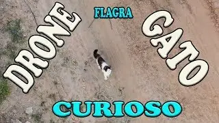 DRONE FLAGRA GATO CURIOSO wanzam fpv